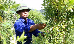 Diện tích vùng trồng dược liệu quý tối thiểu 210 ha