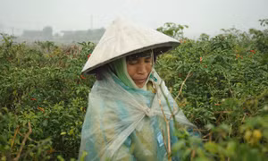 Thái Bình: Người trồng ớt Quỳnh Phụ lao đao 