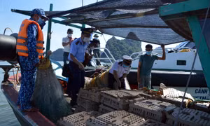 Bắt giữ vụ vận chuyển gà giống trên biển