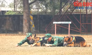 Nơi đào tạo, huấn luyện, sử dụng chó nghiệp vụ phục vụ chiến đấu và cứu nạn