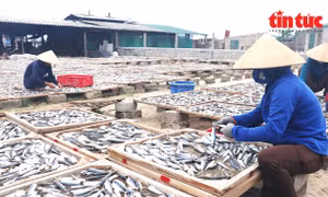 Nghề chế biến hải sản đã tạo việc làm cho hàng trăm lao động trên địa bàn thị trấn Cửa Việt có thu nhập ổn định