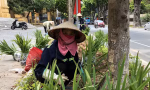 Hà Nội: Đường Lê Thánh Tông ‘khoác áo mới’ bằng cây rẻ quạt