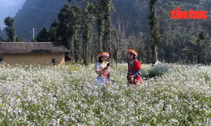 Làng văn hóa Lũng Cẩm của đồng bào Mông ở cao nguyên đá Đồng Văn
