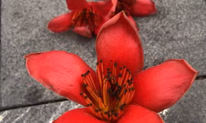 Đỏ rực hoa gạo tháng 3