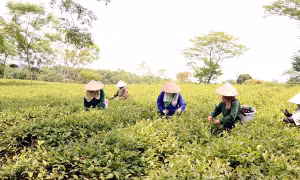 Thu hái chè tại xã Mỹ Bằng, huyện Yên Sơn, tỉnh Tuyên Quang