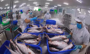 Khoảng 85,4% số dòng thuế quan trong ACFTA sẽ được xóa bỏ trong giai đoạn 2022 - 2027 