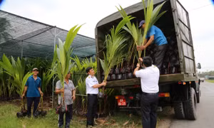 Bến Tre gửi tặng 10.000 cây giống ra Trường Sa