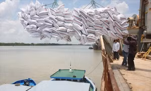 Sớm tận dụng ưu đãi hạn ngạch thuế quan khi xuất khẩu gạo sang EU