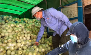 Với giá bán 12.000 đồng/kg dưa lê, 8.000 đồng/kg dưa hấu, toàn bộ nông sản trên được nhân dân phường Bách Khoa, quận Hai Bà Trưng và Thị trấn Trâu Quỳ, huyện Gia Lâm đón nhận. 