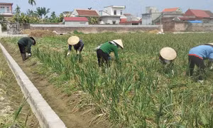 Nông dân Thái Bình xuống đồng ngày xuân