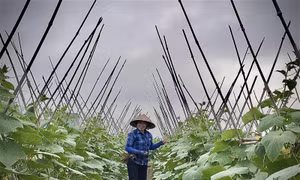 Người dân vùng biển trồng dưa chuột bao tử mang lại thu nhập cao