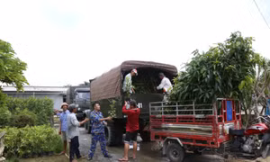 Vùng 4 Hải quân tiếp nhận 15.000 cây ăn quả do tỉnh Bến Tre tài trợ 