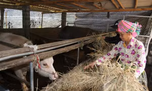 Người dân vùng cao Trạm Tấu (Yên Bái) chủ động nguồn thức ăn cho đàn gia súc để phòng chống các đợt rét đậm, rét hại kéo dài