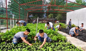 Đã có gần 90.000 cây xanh được trồng trên quần đảo Trường Sa 