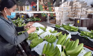 Định vị nông nghiệp, nông thôn là 'trụ đỡ' của nền kinh tế