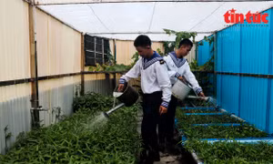 Xanh mát những vườn rau trên quần đảo Trường Sa
