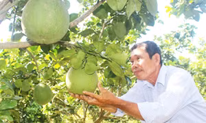 Làm giàu từ trồng bưởi da xanh theo tiêu chuẩn VietGAP