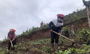 Đưa cây mắc ca trồng trên đất dốc, góp phần giảm nghèo nơi ngã ba biên giới Điện Biên- bài cuối 