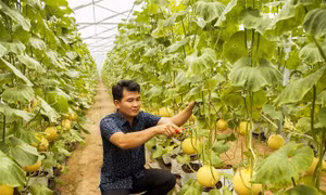 Đơn giản hóa thủ tục hành chính, thu hút đầu tư kinh doanh trong lĩnh vực nông nghiệp 