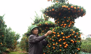 Cây cảnh ‘độc, lạ’ vào vụ Tết