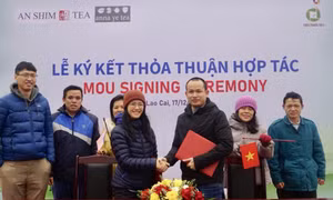 Cơ hội cho trà Shan tuyết của Việt Nam xuất khẩu vào thị trường Mỹ và Latvia