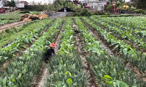 Nông dân Thái Bình ra đồng sản xuất đầu năm