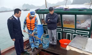 Cảnh sát biển bắt giữ tàu chở cá giống không rõ nguồn gốc 