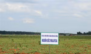 Đẩy mạnh ứng dụng công nghệ cao vào sản xuất nông nghiệp