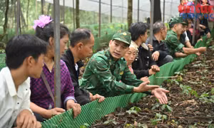 Đưa cây sâm Lai Châu lên núi đánh thức vùng đất biên thùy 