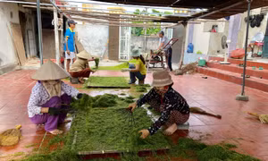 Gian truân nghề làm thuốc lào 