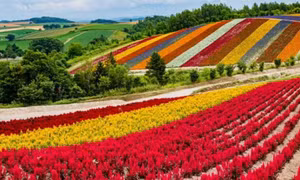 Tham vọng lớn của Nhật Bản: Biến đảo hoa Hokkaido thành thung lũng chip toàn cầu
