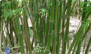 Trung Quốc tìm ra ‘vũ khí’ mới để chặn sa mạc hóa