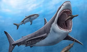 Tìm ra manh mối mới giải thích lý do siêu cá mập sát thủ Megalodon tuyệt chủng