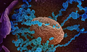 Thí nghiệm trên chuột đực cho thấy ảnh hưởng của virus SARS-CoV-2 đến thế hệ sau