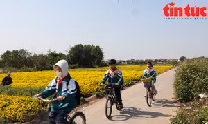 Vàng óng cánh đồng cúc chi mùa thu hoạch
