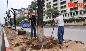Hà Nội: Dịch chuyển cây xanh trên phố Kim Đồng để thi công hầm chui