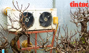 Đào thất thốn sang chảnh 'nằm điều hòa' chờ Tết 