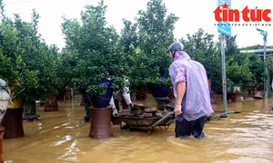 Người dân làng quất Tứ Liên lội nước cứu cây