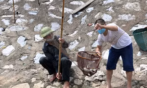 Hà Nội: Sau cơn mưa lớn trong đêm, cá tràn về sông Tô Lịch 