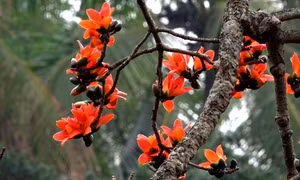 Hoa gạo thắp lửa đẹp ngỡ ngàng góc sân chùa Thầy