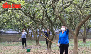 Làng bưởi Diễn vào mùa thụ phấn cho hoa