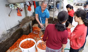 Giá cá chép đỏ tăng gấp đôi, người dân làng Thủy Trầm phấn khởi
