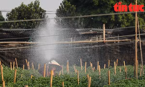 Làng hoa Tây Tựu hối hả vào vụ Tết Nguyên Đán