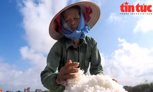 Diêm dân Bạch Long 'bán lưng' giữa trời nắng gắt thu hoạch muối