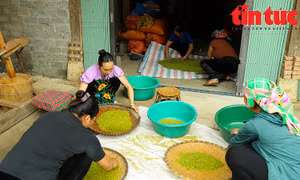 Hít hà hương cốm Tú Lệ - đặc sản của núi rừng Tây Bắc