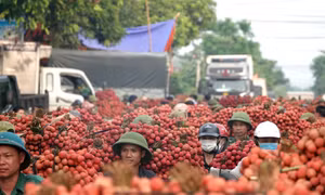 Vải thiều được mùa, được giá, nông dân Bắc Giang tất bật thu hoạch