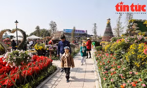 50.000 cây hoa trang trí tại Lễ Hội Hoa Xuân Quan 2023