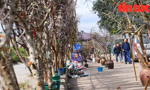 Hoa lê, hoa mận rừng xuống phố phục vụ người dân Thủ đô đón Tết sớm