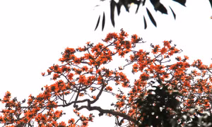 Mê mẩn mùa hoa gạo tháng 3