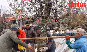 Xe ôm 'bỏ khách' vận chuyển đào, quất thuê kiếm tiền triệu những ngày trước Tết